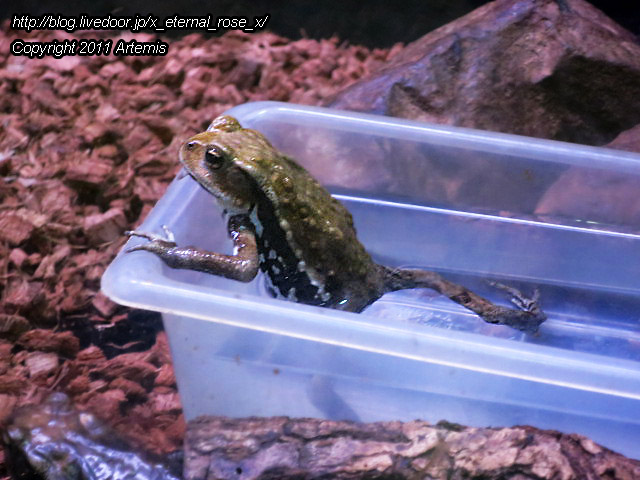 18.11.22.9 旭山動物園 両生類は虫類舎 (7)