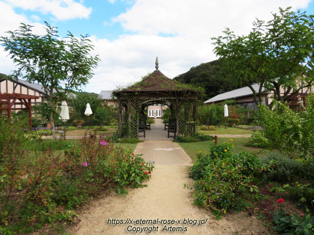 熊山英国庭園 秋の花々 21 Eternal Rose エターナルローズ
