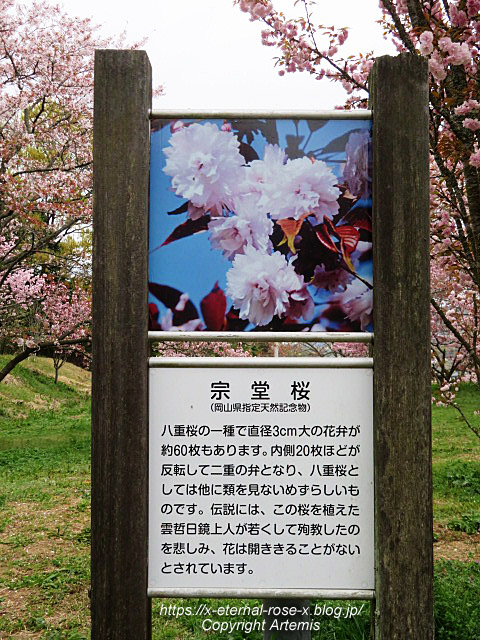 23.4.5 宗堂桜 (34)