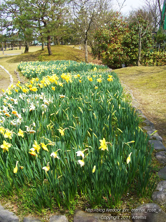 10.4.18 チューリップ四季彩館  (3)