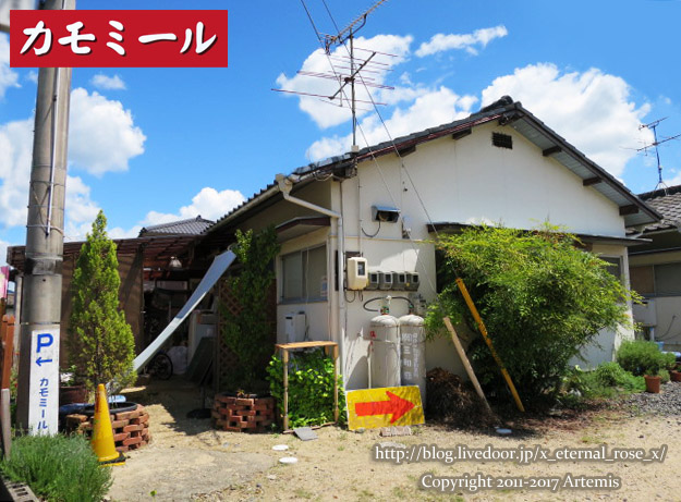 19 カモミール (2)