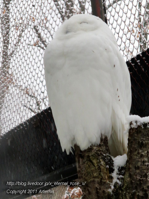 18.11.22.15 旭山動物園  (5)