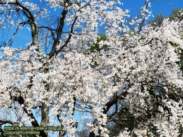 22.4.1.3 円山公園  (104)