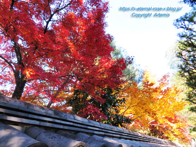 19.11.23.7 妙心寺 退蔵院  (42)