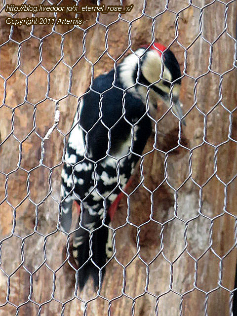 18.11.22.10 旭山動物園  (32)
