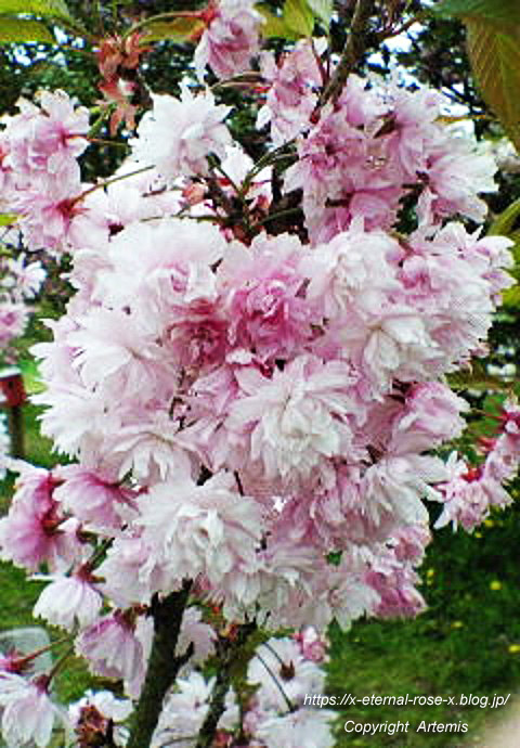 11.4.27 宗堂桜  (5)