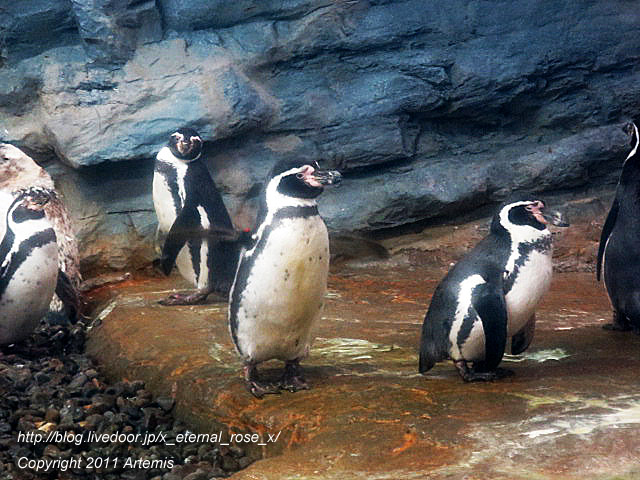 18.11.22.18 旭山動物園  (12)