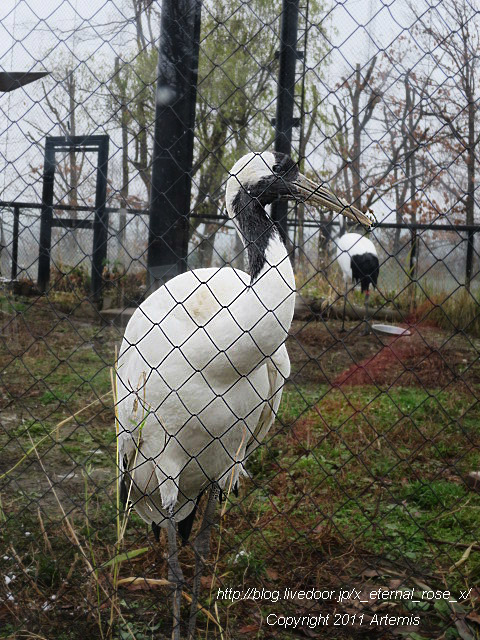 18.11.22.8 丹頂  (10)