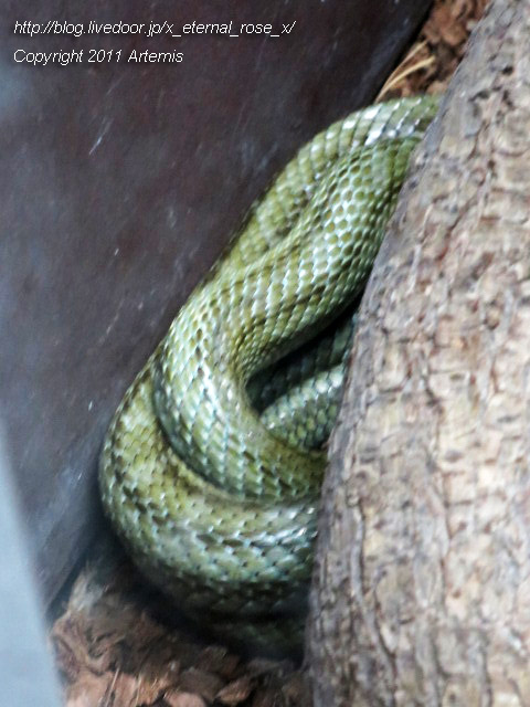 18.11.22.9 旭山動物園 両生類は虫類舎 (17)