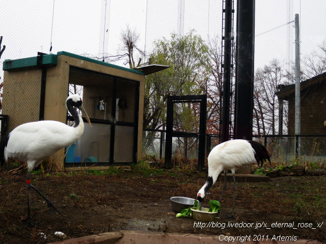 18.11.22.8 丹頂  (33)