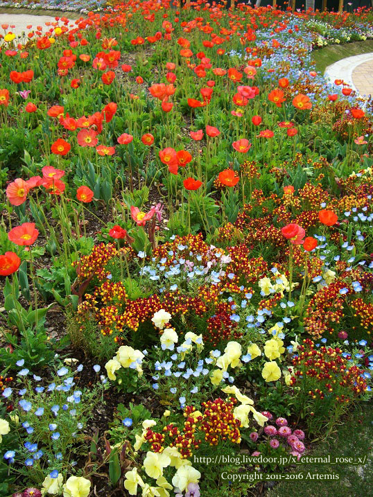 27 おかやま花だより  (53)