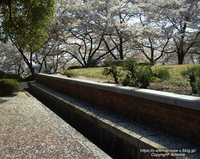 11.4.14.1 半田山植物園  (93)