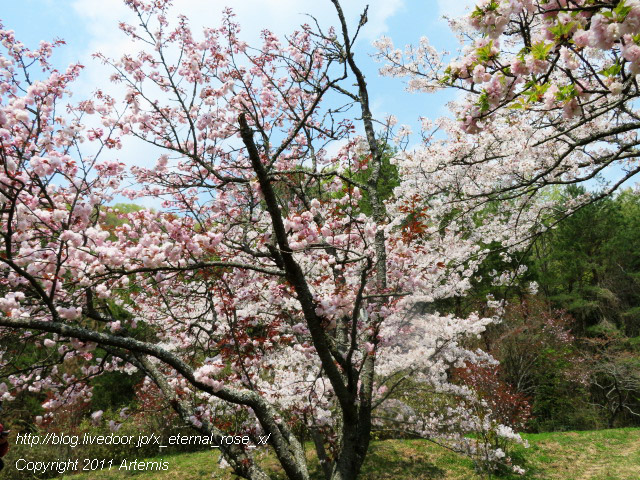 20.4.8 宗堂桜 (46)