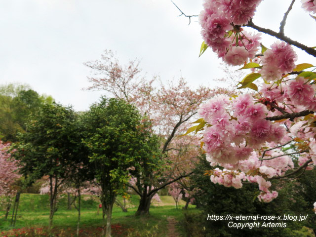 23.4.5 宗堂桜 (25)