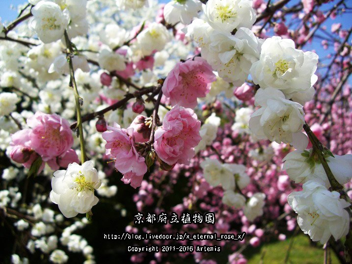 1 京都府立植物園 (27)