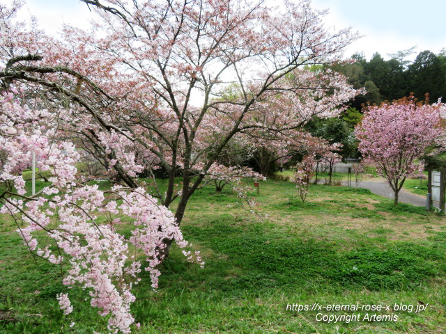 23.4.5 宗堂桜 (69)