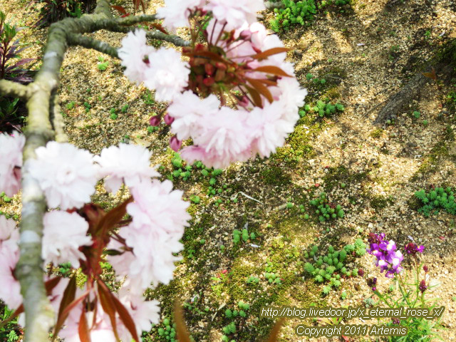 20.4.8.1 素盞嗚神社  宗堂桜 (14)