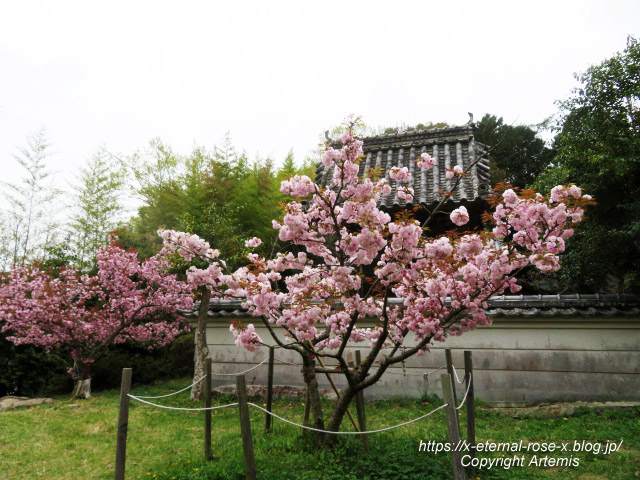 23.4.5 宗堂桜 (28)