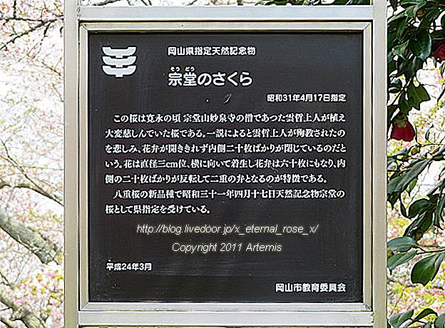 20.4.8.1 素盞嗚神社  宗堂桜 (2)