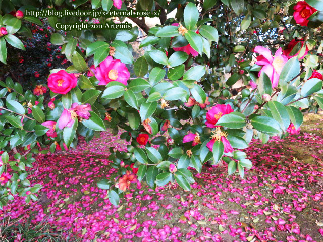 19.1.1.1 後楽園  (53)