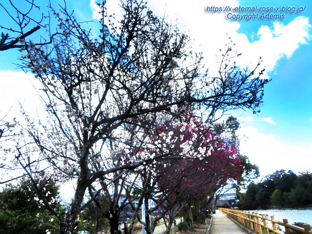 23.3.2.3 八条が池 (1)