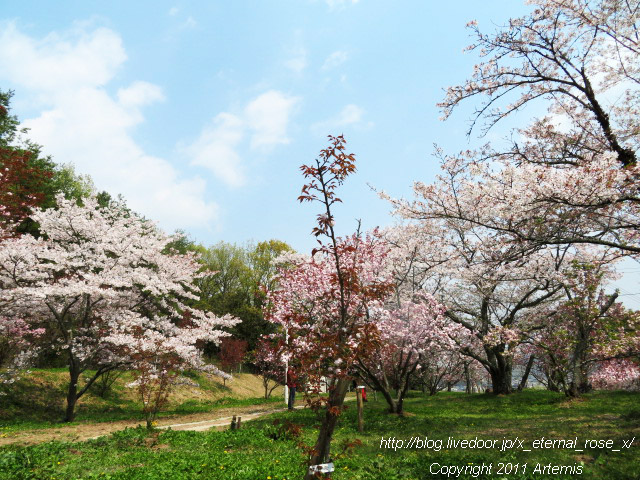 20.4.8 宗堂桜  (52)