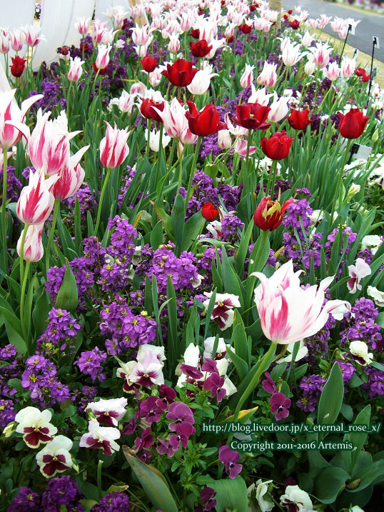 27 おかやま花だより  (37) - コピー