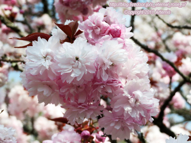 20.4.8 宗堂桜 (36)