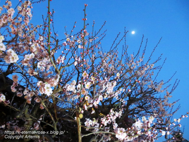 23.3.3. 北野天満宮   (12)