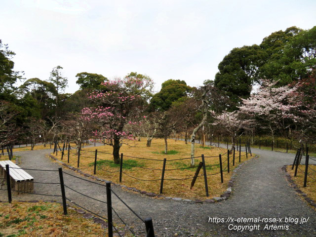 22.3.30.5 長岡公園  (34)
