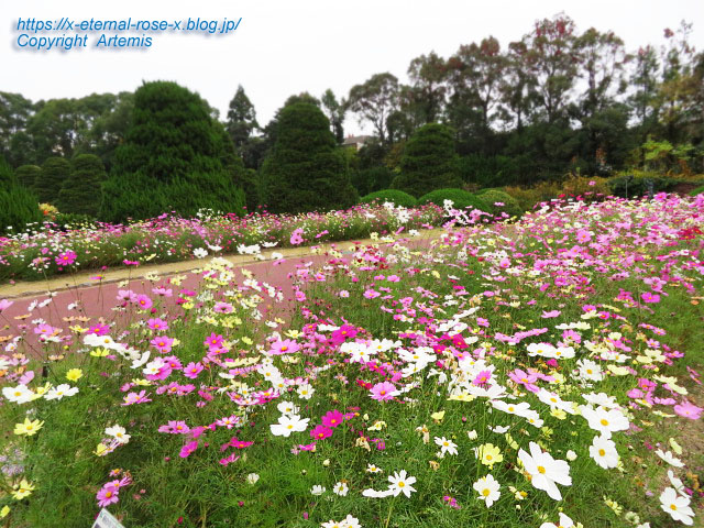 19.11.241 京都府立植物園  (139)