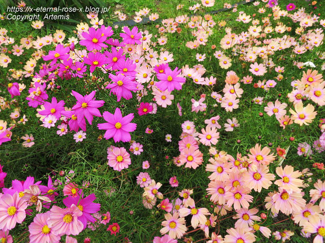 19.11.241 京都府立植物園 (115)