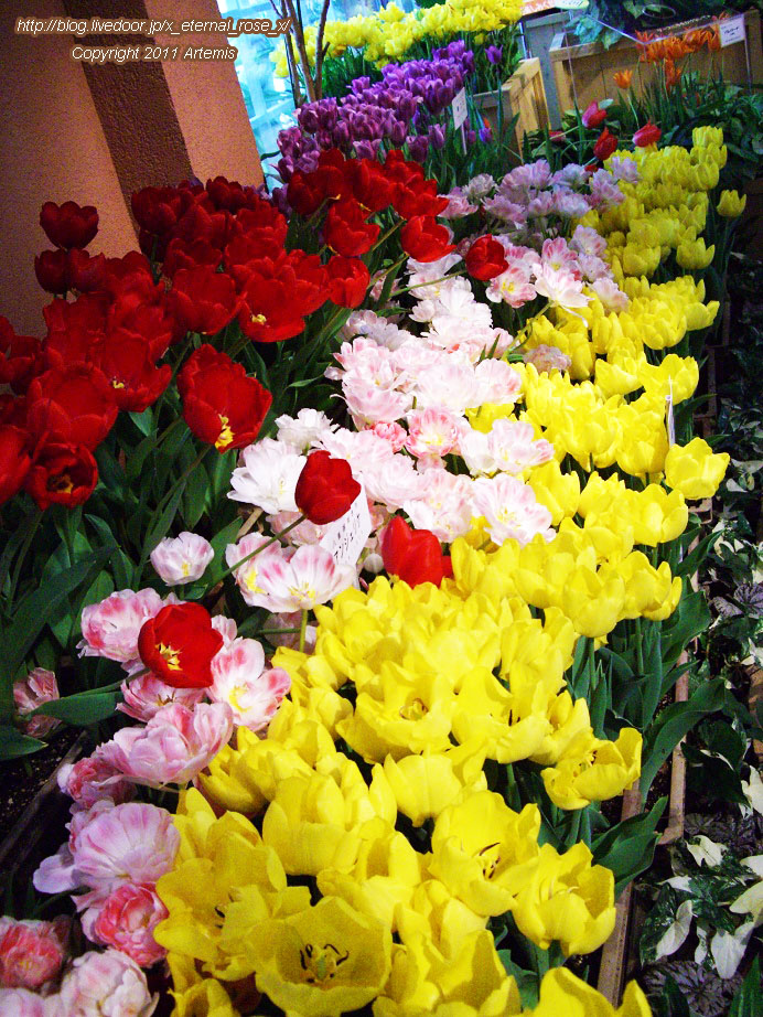 10.4.18 チューリップ四季彩館  (32)