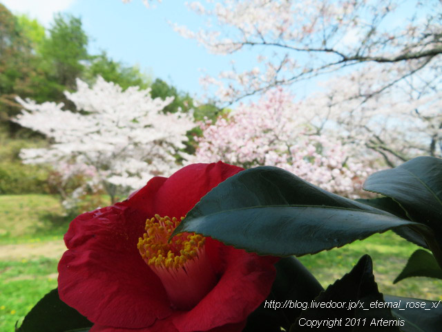 20.4.8 宗堂桜 (42)