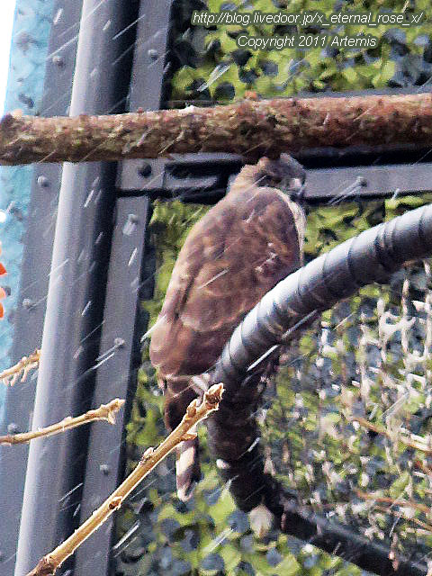 18.11.22.10 旭山動物園  (28)