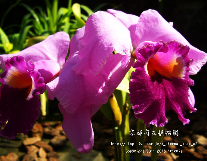 1 京都府立植物園 (73)