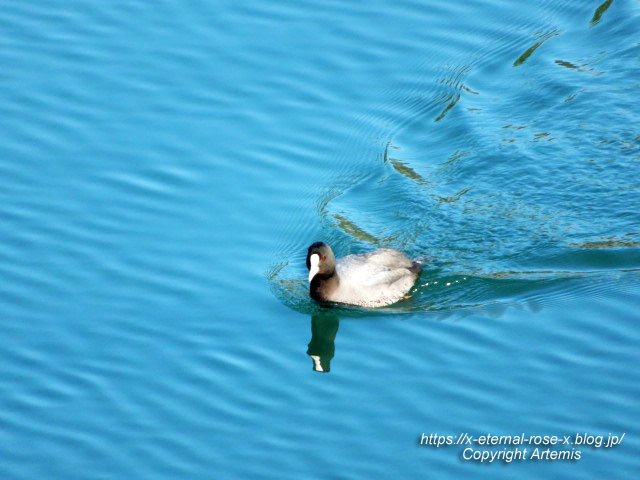 23.1.1.1 岡山城  (7)