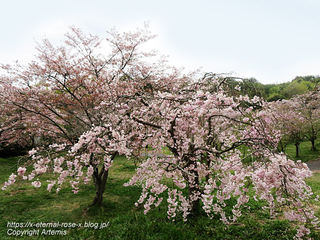23.4.5 宗堂桜 (97)