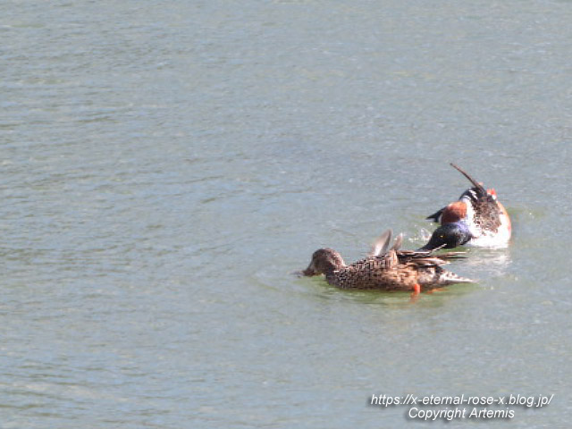 23.3.2.4 長岡天満宮 (12)