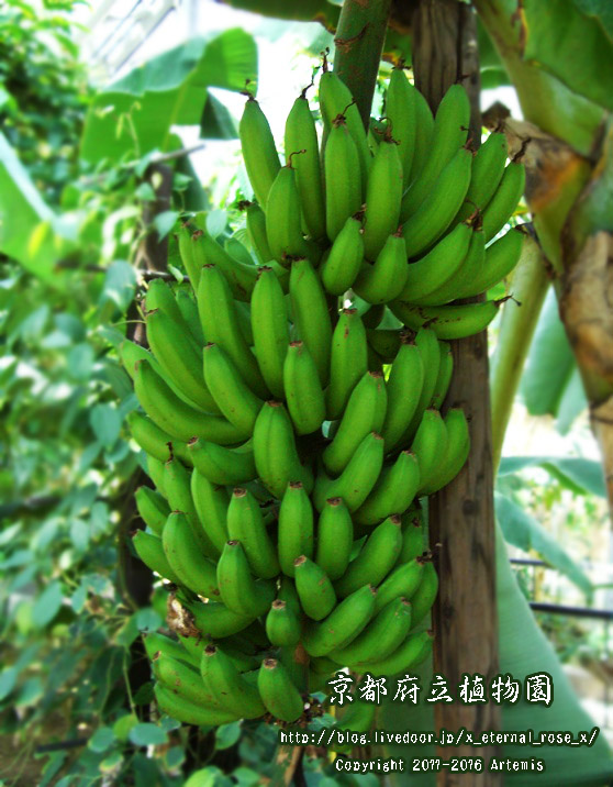 1 京都府立植物園 (70)