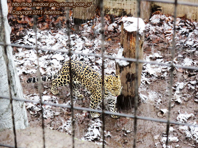 18.11.22.15 旭山動物園  (31)