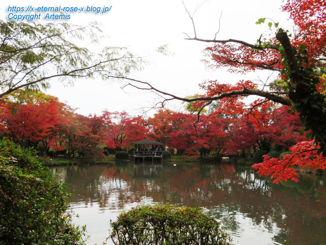 19.11.241 京都府立植物園 (29)