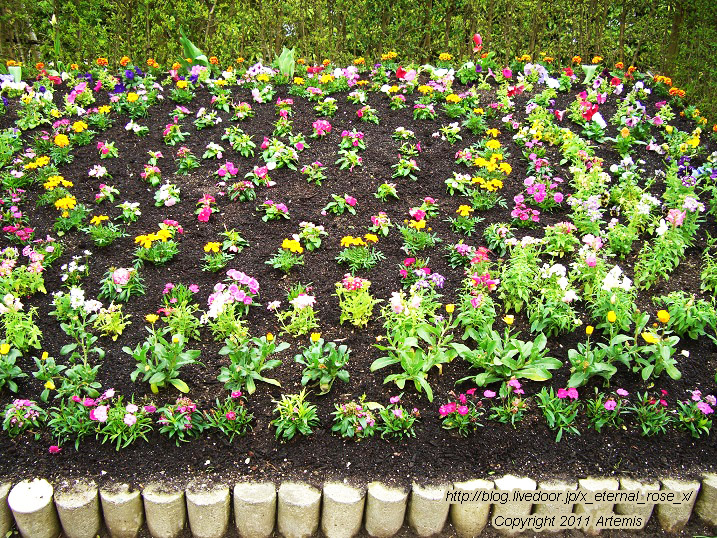 10.4.21 チューリップ四季彩館 (13)