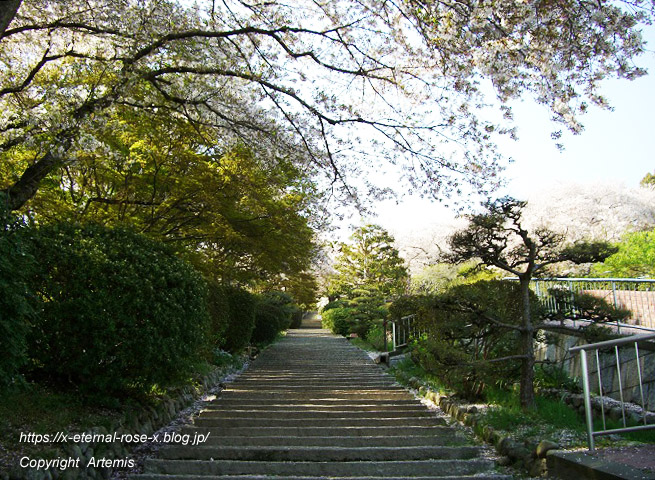 11.4.14.1 半田山植物園  (157)