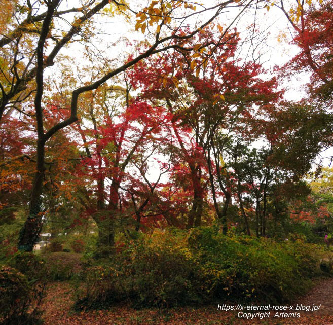 19.11.241 京都府立植物園  (91)