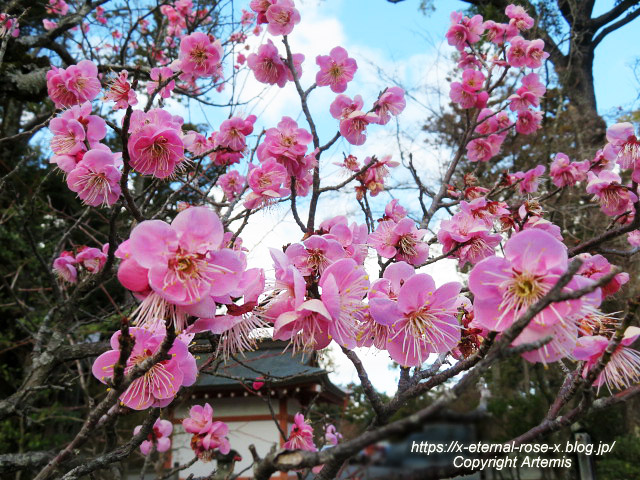 23.3.2.1  長岡天満宮  (40)