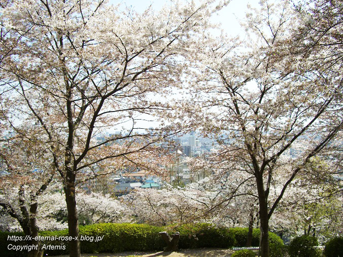 11.4.14.1 半田山植物園  (107)