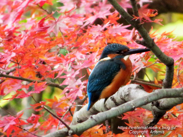 19.11.241 京都府立植物園 (33)