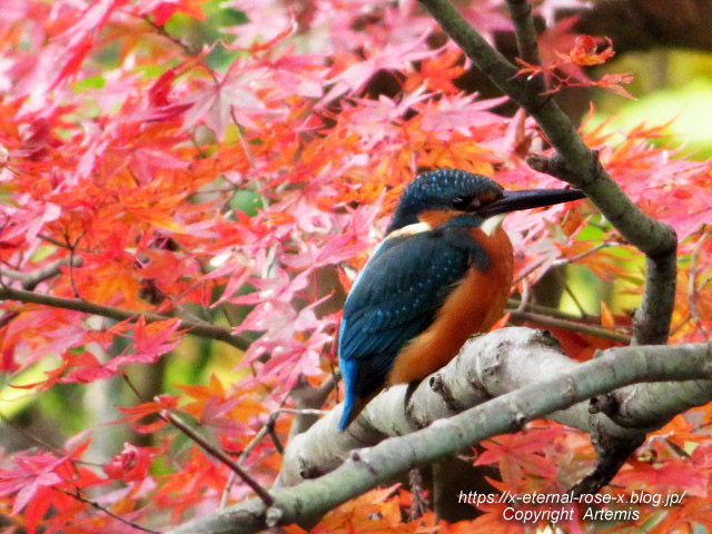 19.11.241 京都府立植物園  (33)