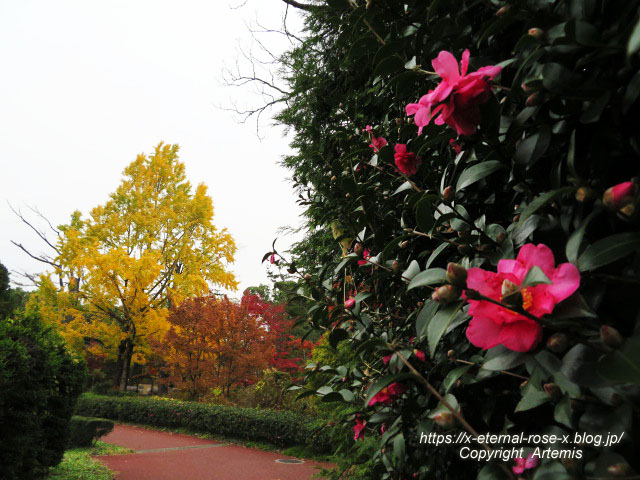 19.11.241 京都府立植物園 (160)
